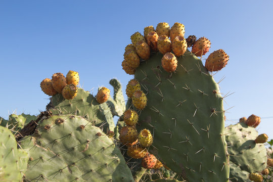 Prickly Pear Cactus or Opuntia field near Nasca town in Tunisia, opuncia cactuses are typical agricultural plant in desert