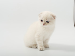 little beautiful funny british kitten on white background