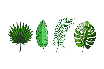 Foto op Plexiglas Monstera ropical leaves set. eps10 vector illustration. hand drawing. 