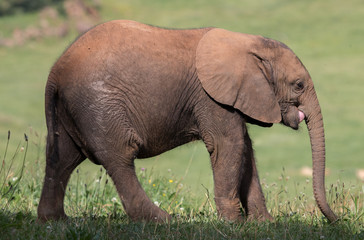 Obraz premium elephants in the field with their young