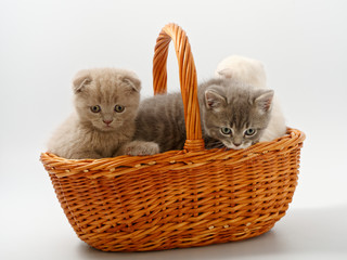 Fototapeta na wymiar little british kittens in a basket on a white background