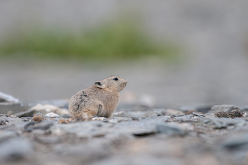 Pika at Tsokar Lake,Ladakh,India