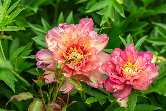 Peony Hybrid "Julia Rose" in the spring garden 
