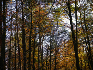 Fototapeta premium Autumnal forest landscape