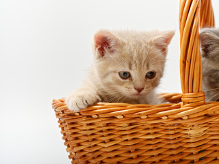 little british kittens in a basket on a white background