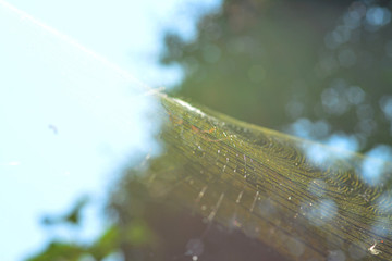 The background image of the forest spider web beautiful light effec