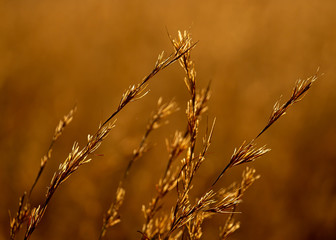 Glowing golden grass in morning light