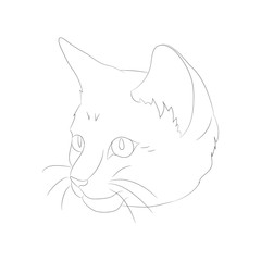 vector illustration cat portrait, lines, vector