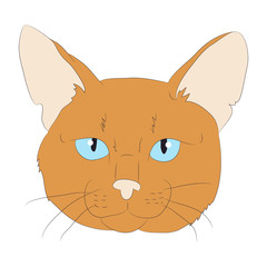 cat portrait, vector, white background