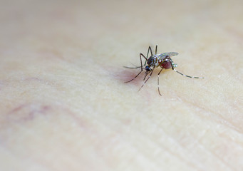 Mosquitoes are eating blood from human skin. May cause various diseases