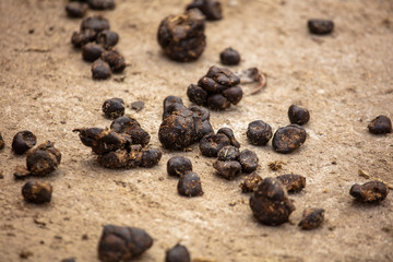 Poop sheep on the ground in a zoo