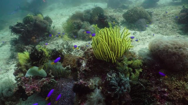 Tropical coral reef seascape with fishes, hard and soft corals. Underwater video. Camiguin, Philippines. Healthy coral reef with variety of fish and underwater wildlife.