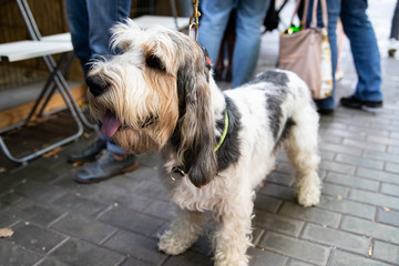 Dog havanese puppy portrait