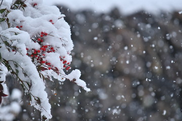 ナンテンと雪