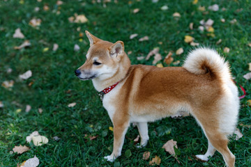 A dog similar to a Fox is a Shiba inu. Walk in the autumn forest.