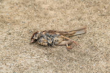 Dead sparrow lying isolated on ground