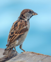 Sparrow on a wooden board on the nature
