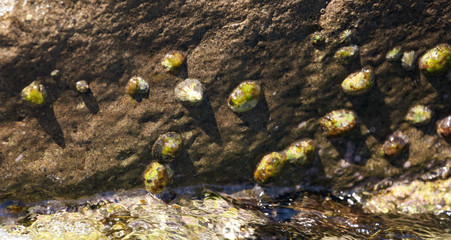 Algae with shells on a sea stone