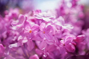 Fototapeta na wymiar lilac flowers blooming close up