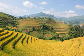 Groene, bruine, gele en gouden rijstterrasvelden in Mu Cang Chai, ten noordwesten van Vietnam