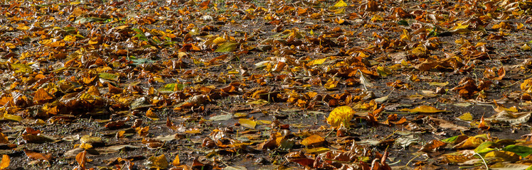 colorful autumn leaves