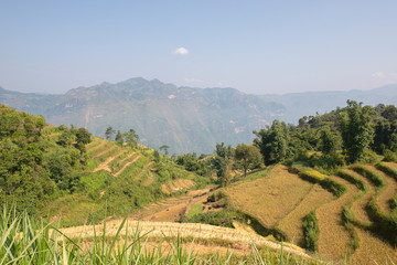 Fototapeta na wymiar Green, brown, yellow and golden rice terrace fields in Mu Cang Chai, Northwest of Vietnam