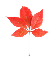 Beautiful autumn leaves on white background