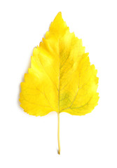 Beautiful autumn leaf on white background