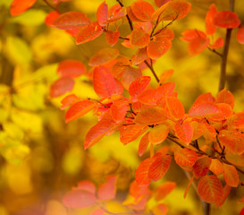 Red leaves on a birch tree in the fall