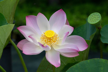 Pink waterlily on plant
