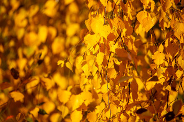 Yellow leaves on a tree in the fall