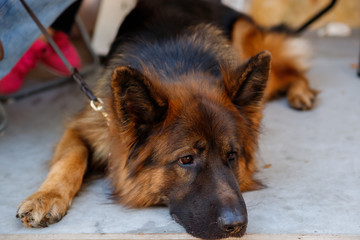 The German shepherd is one of the most popular and recognizable dog breeds on the planet.