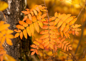 Yellow leaves on a tree in the fall