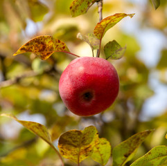Red apples on tree branches in the fall