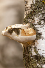 The mushroom grows on the birch bark