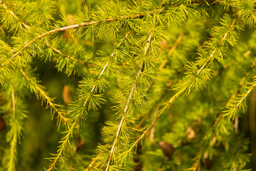 Green needles on the branches of larch