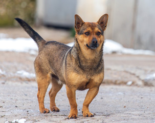 Portrait of a dog on the road in winter