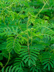 Giant sensitive plant background