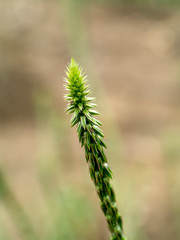The flower of Achyranthes aspera plant