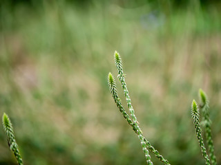 Naklejka premium The flower of Achyranthes aspera plant