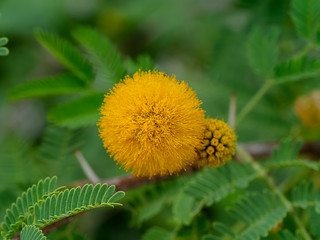 Close up Yellow flower of Acacia Farnesiana tree.