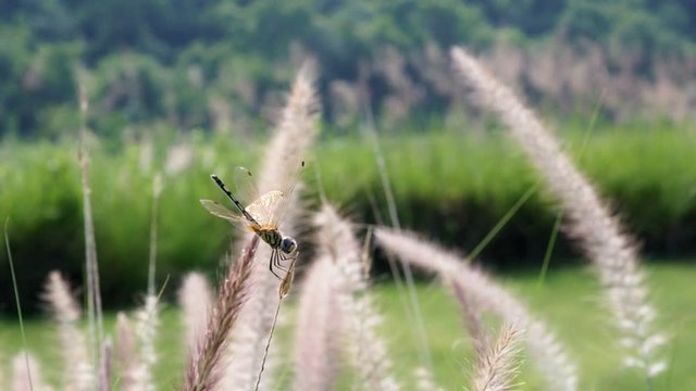 sun glare on the grass, a dragonfly sitting on a blade of grass. the concept of serenity in nature. blur, glare, selective focus