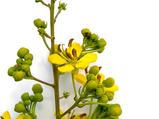 Close up Cassod tree or Senna siamea leaves.