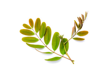 Close up Cassod tree or Senna siamea leaves.