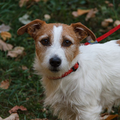 Jack Russell Terrier puppy walks in the autumn Park