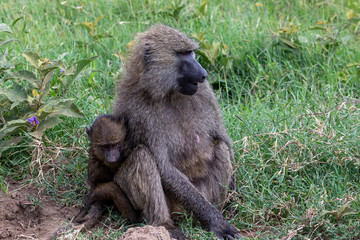 The Female babboon wih her baby