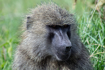 African babboon face Closeup