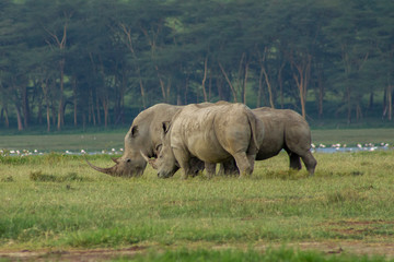 Obraz premium Black Rhinos Playing at Lake Nakuru