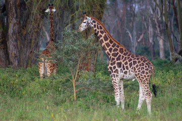 Giraffe eating the thorny Acasia Tree at Lake Nakuru