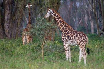 Fototapeta na wymiar Giraffe eating the thorny Acasia Tree at Lake Nakuru